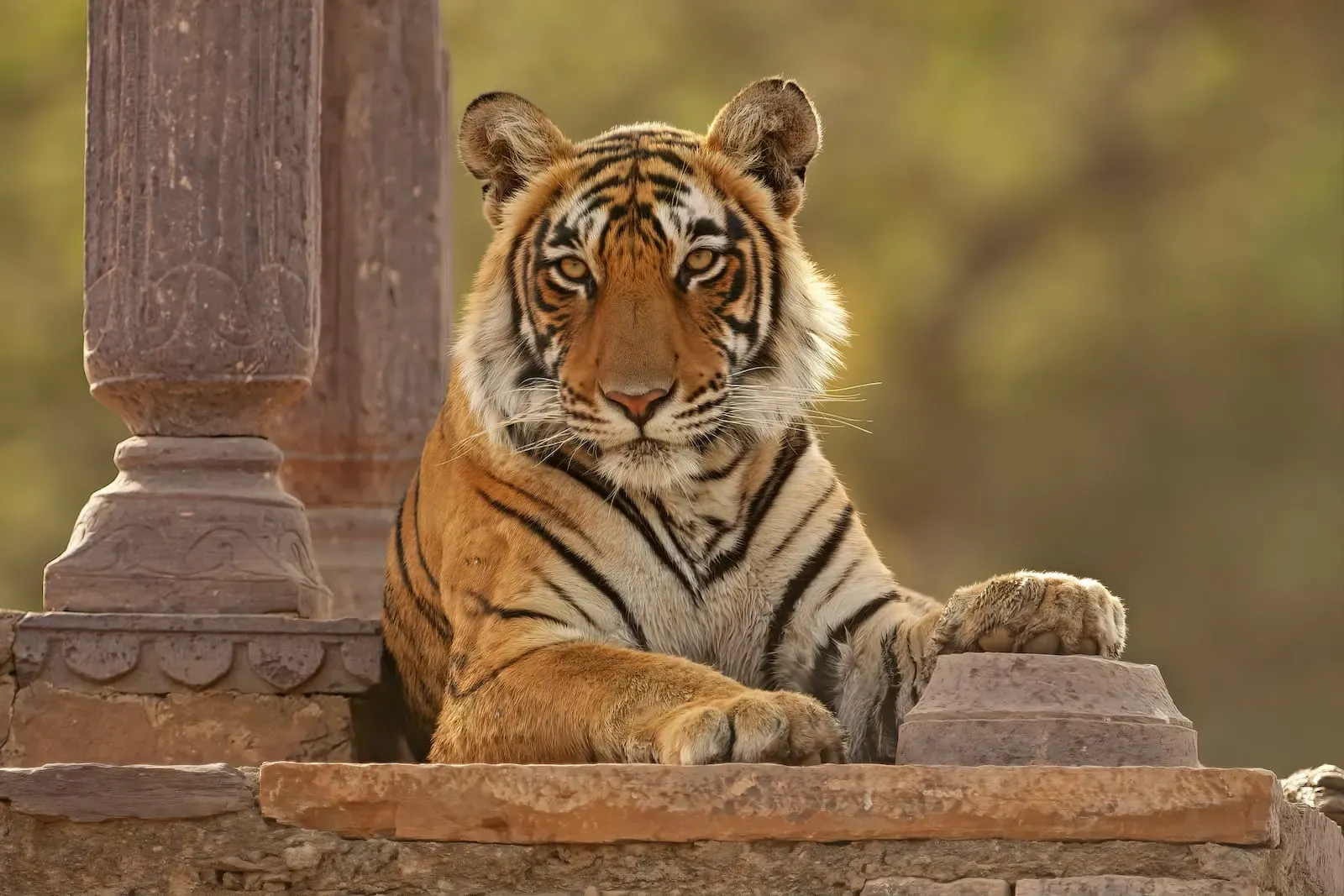 Bengal tiger Ranthambore