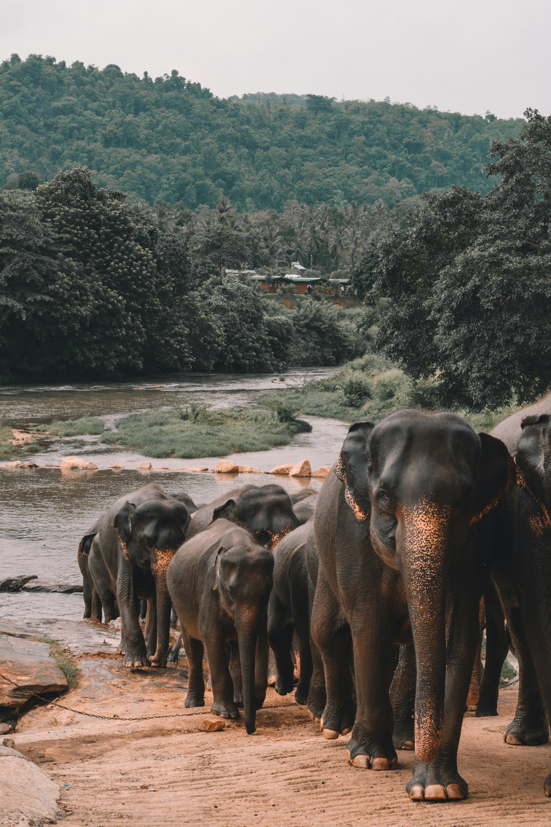 Foto: Alex Azabache - Unsplash - Sri Lanka
