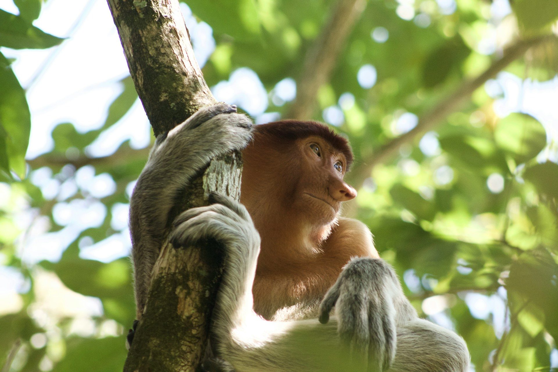 Bako National Park, Malaysia - foto: Unsplash - Joshua Stitt